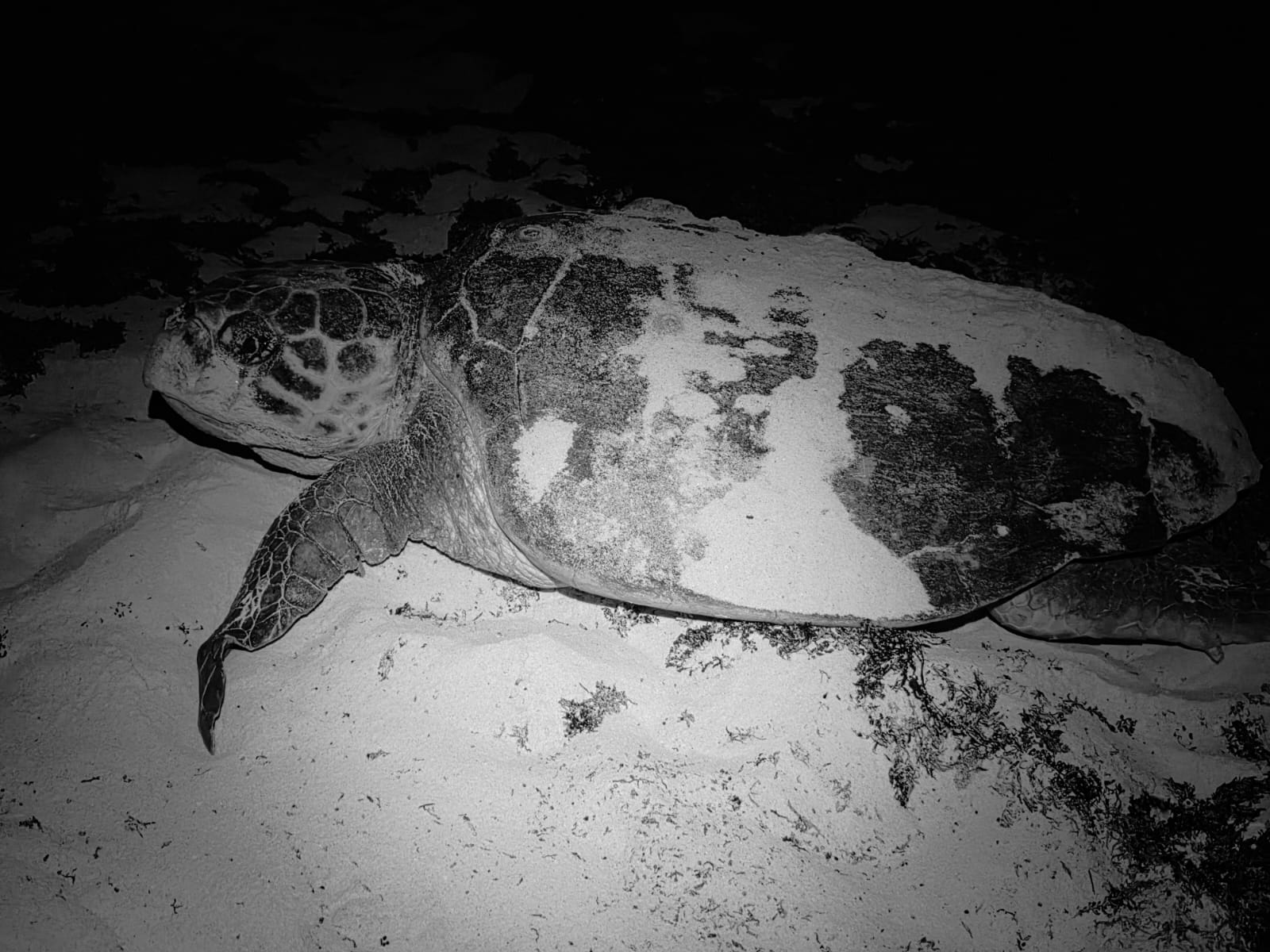 Cozumel marca los primeros nidos de tortuga de la temporada 2026